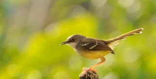 Burung Ciblek - Kumpulan Jenis Burung Ciblek Paling Lengkap Di Indonesia -  Penangkaran Burung Ciblek