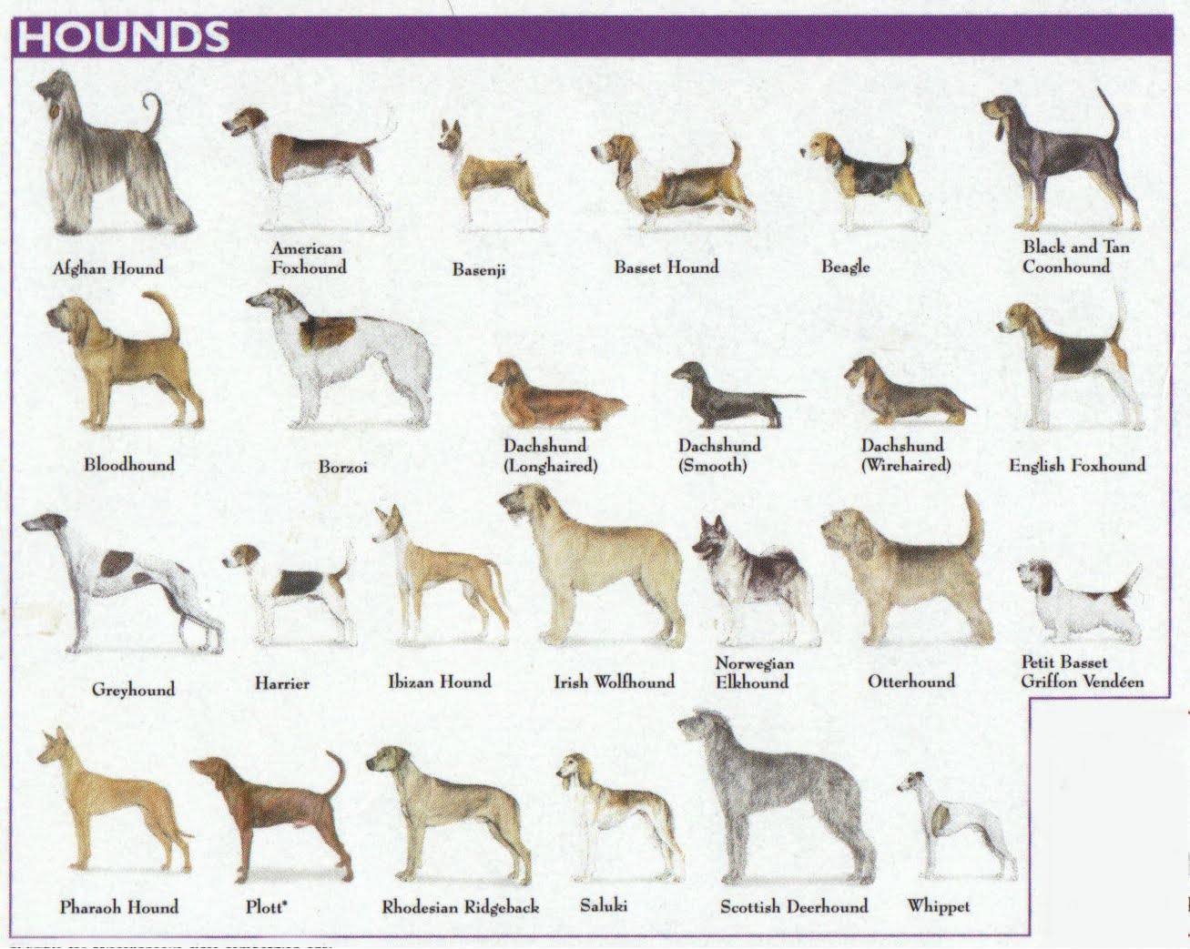 Coonhound Weight Chart