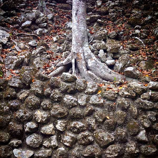 Al pié de la pirámide encontramos un muro  sobre el que crecen las raices de un árbol.  La imagen muestra una lucha entre dos  fuerzas: las de la vida y la muerte. Por un  lado está la naturaleza muerta, construida  por el hombre usando el miedo y la vanidadEn el otro lado están las fuerzas de la vida  y de la naturaleza que siempre crece.