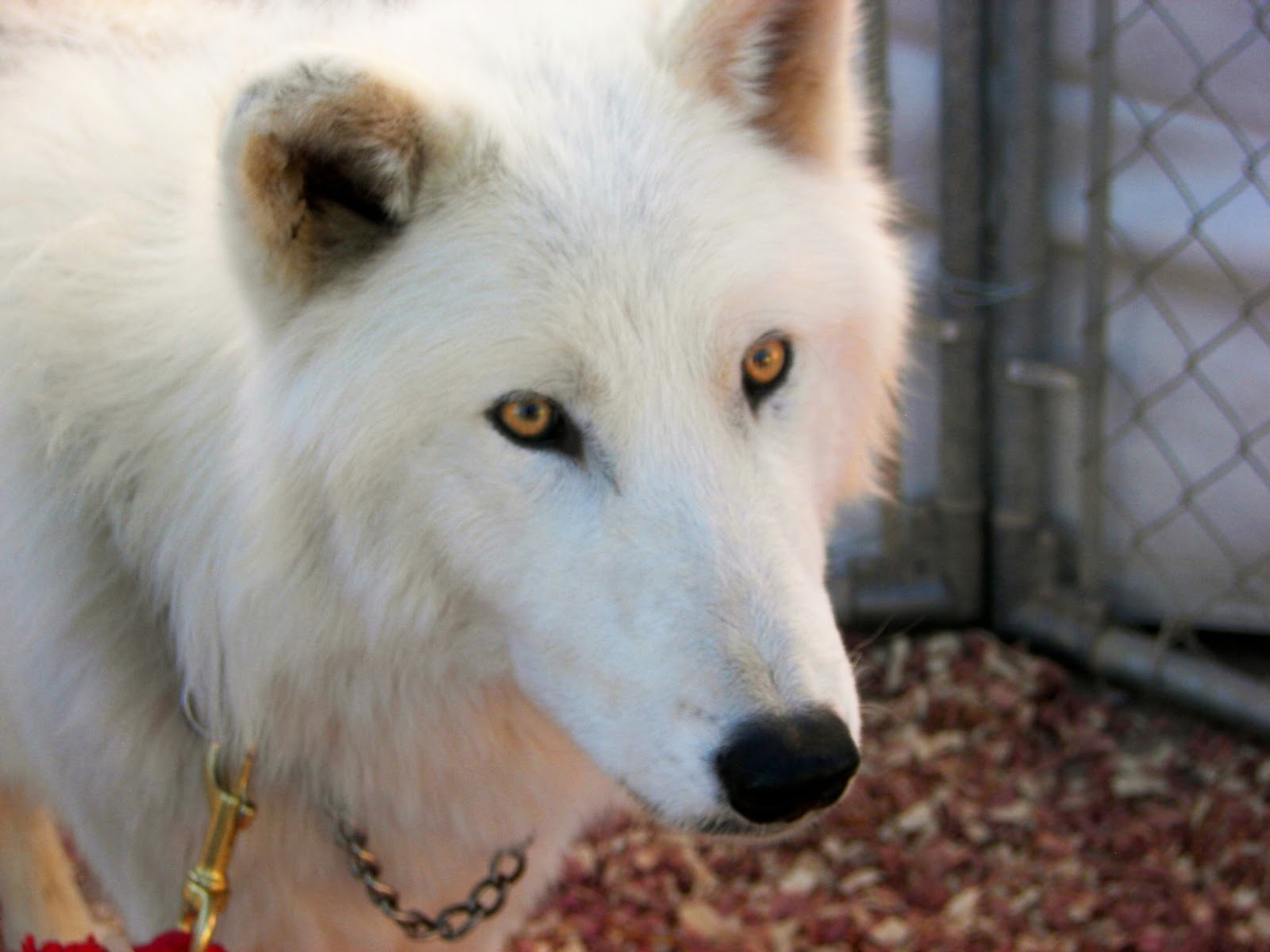 Blue Eyed White Wolf.