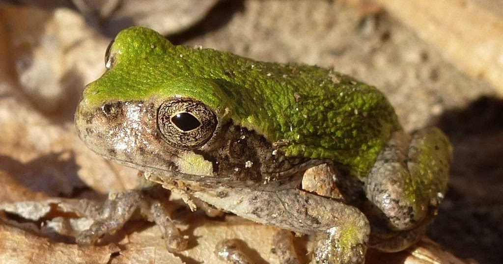 Earth and Space News Gray Tree Frogs Garden Gate Icons and Keystone
