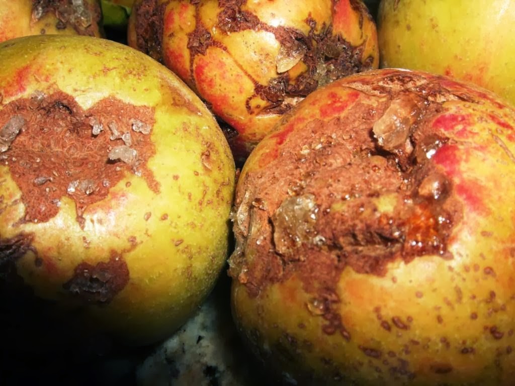 Xtremehorticulture of the Desert Preventing Thrips Scarring to