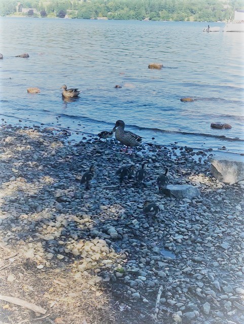 Ducks on the edge of a lake