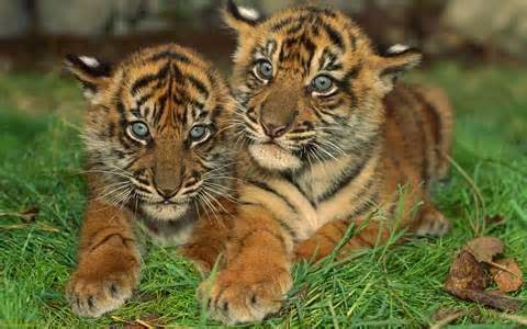 The Endangered Bengal Tiger: The Endangered Bengal Tiger