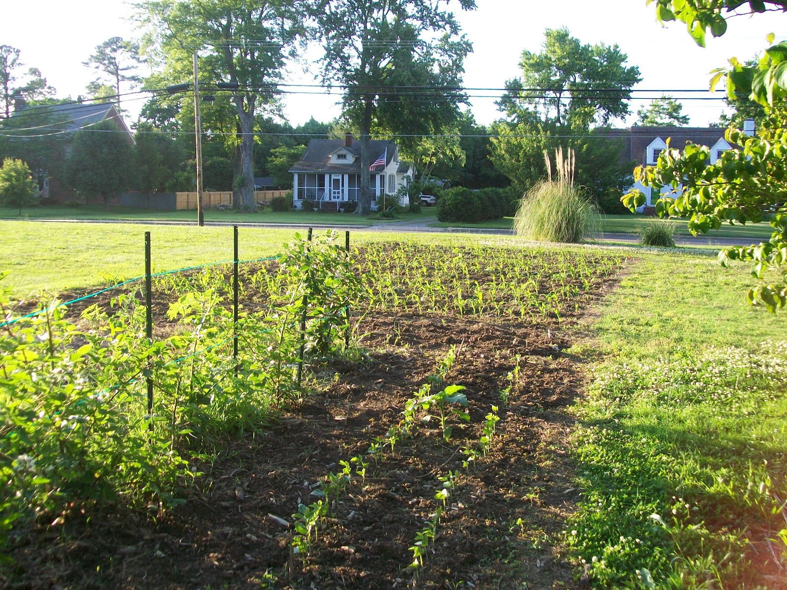 Bay Center Community Garden