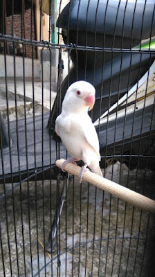 Ciri-Ciri Lovebird Albino Ciri-Ciri Lovebird Albino