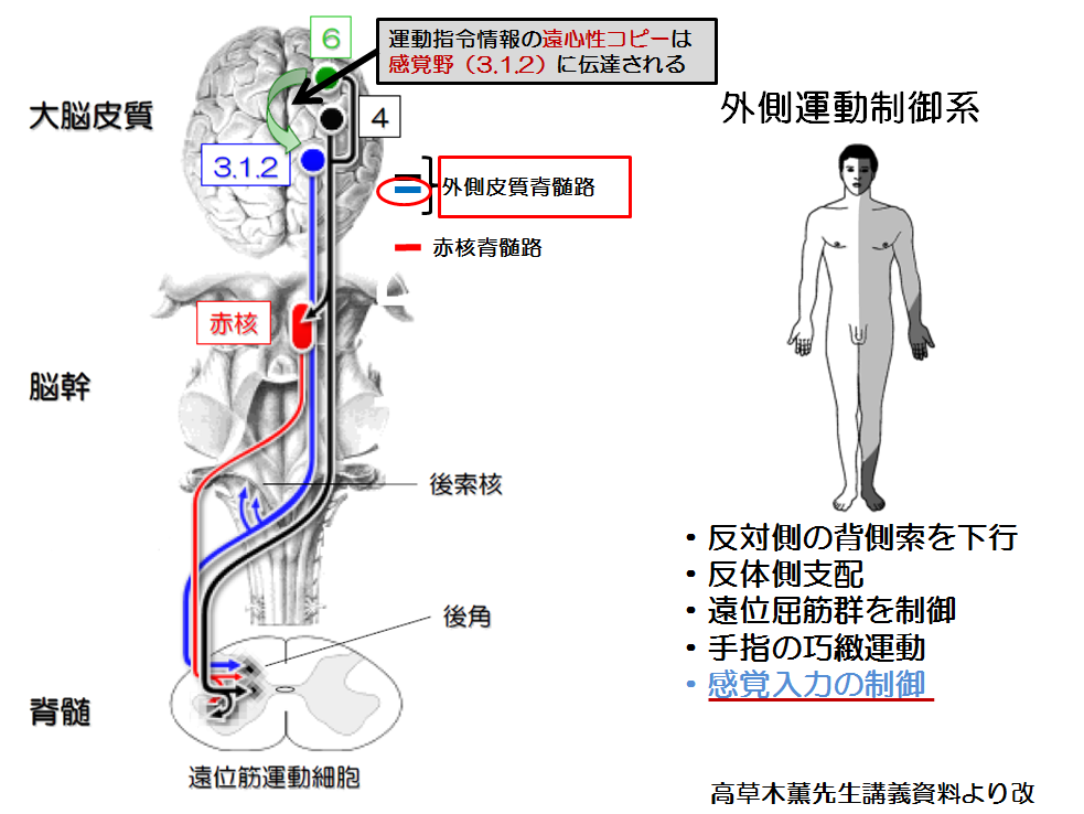 死後すぐに脳活動の亢進が検出される！