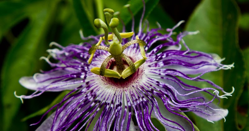 jeremy richter | photography :: blog: Purple Passion Flower at Red ...