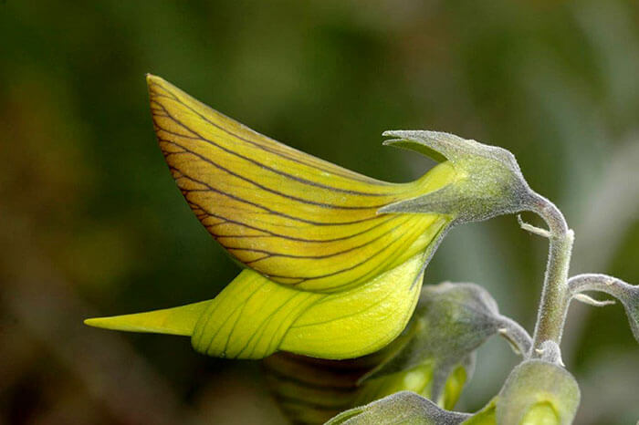 Beautiful Pictures Of Flower Whose Petals Look Like Hummingbirds