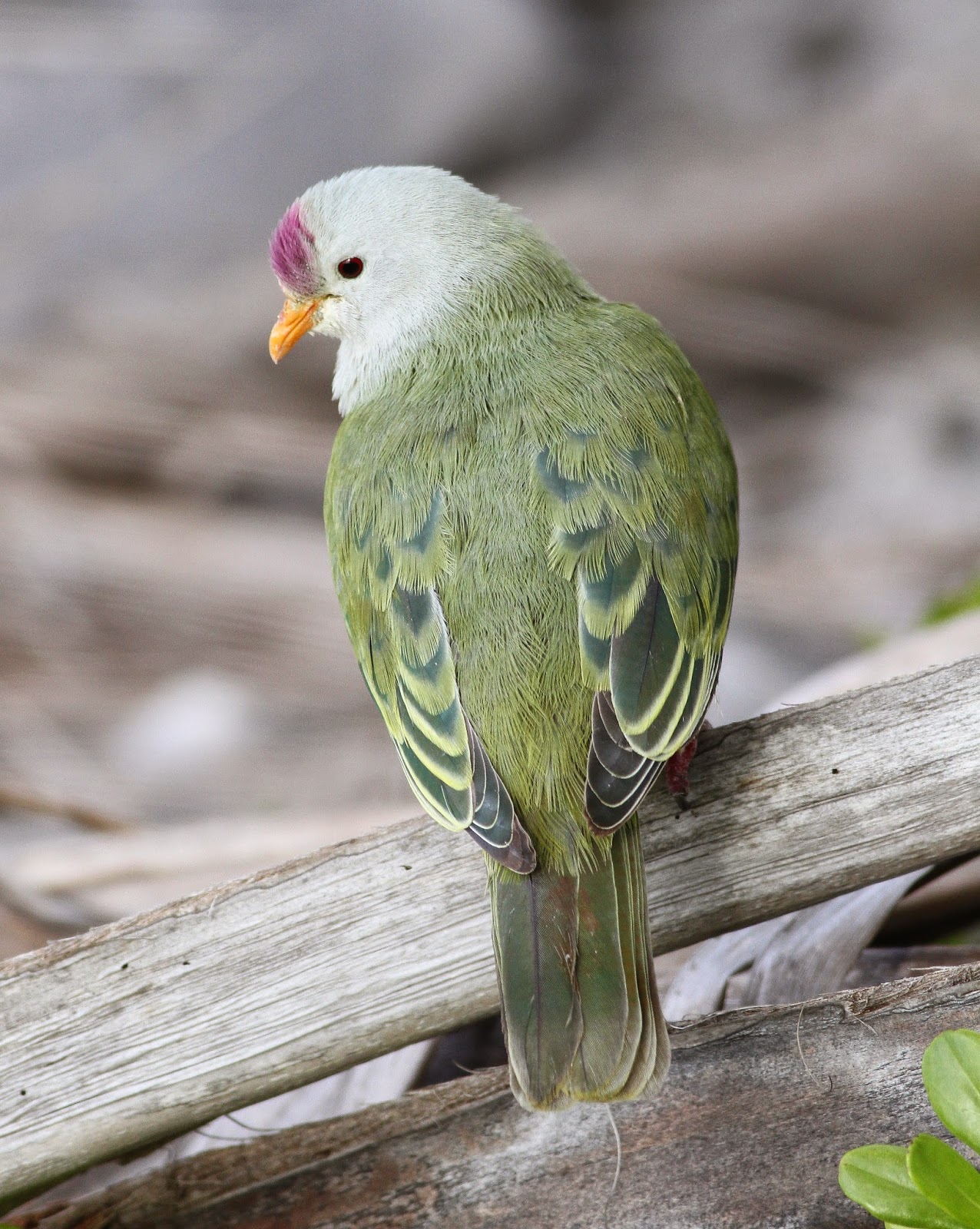 Birding Poole Harbour & Beyond 12 Nov 14 A Delightful Fruitdove