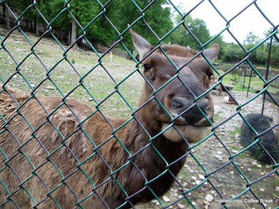 An Exotic Animal PhotoJournal on Homeschool Coffee Break @ kympossibleblog.blogspot.com - our field trip to the East Coast Exotic Animal Rescue  (see: eastcoastrescue.org )