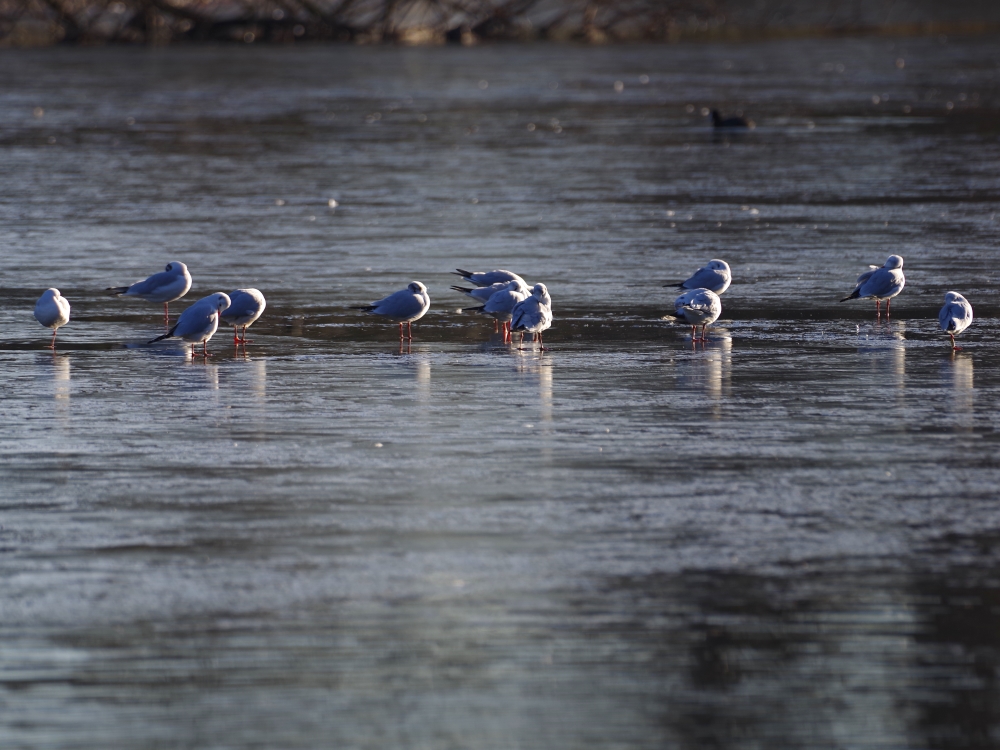 Kensington Gardens And Hyde Park Birds