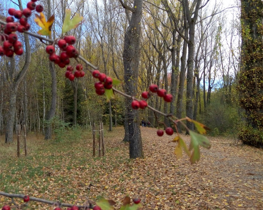 Bosque-finlandés-bayas-de-majuelo