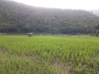 Ricefield in Mt. Ugo