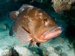 Red Grouper