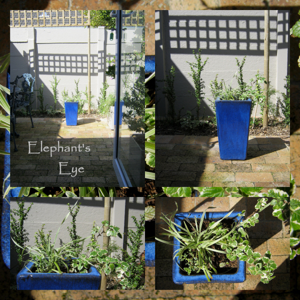 Our False Bay garden in September