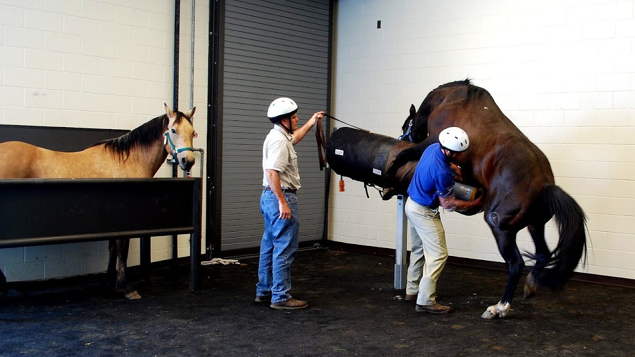 Artificial Horse Breeding Horse Choices