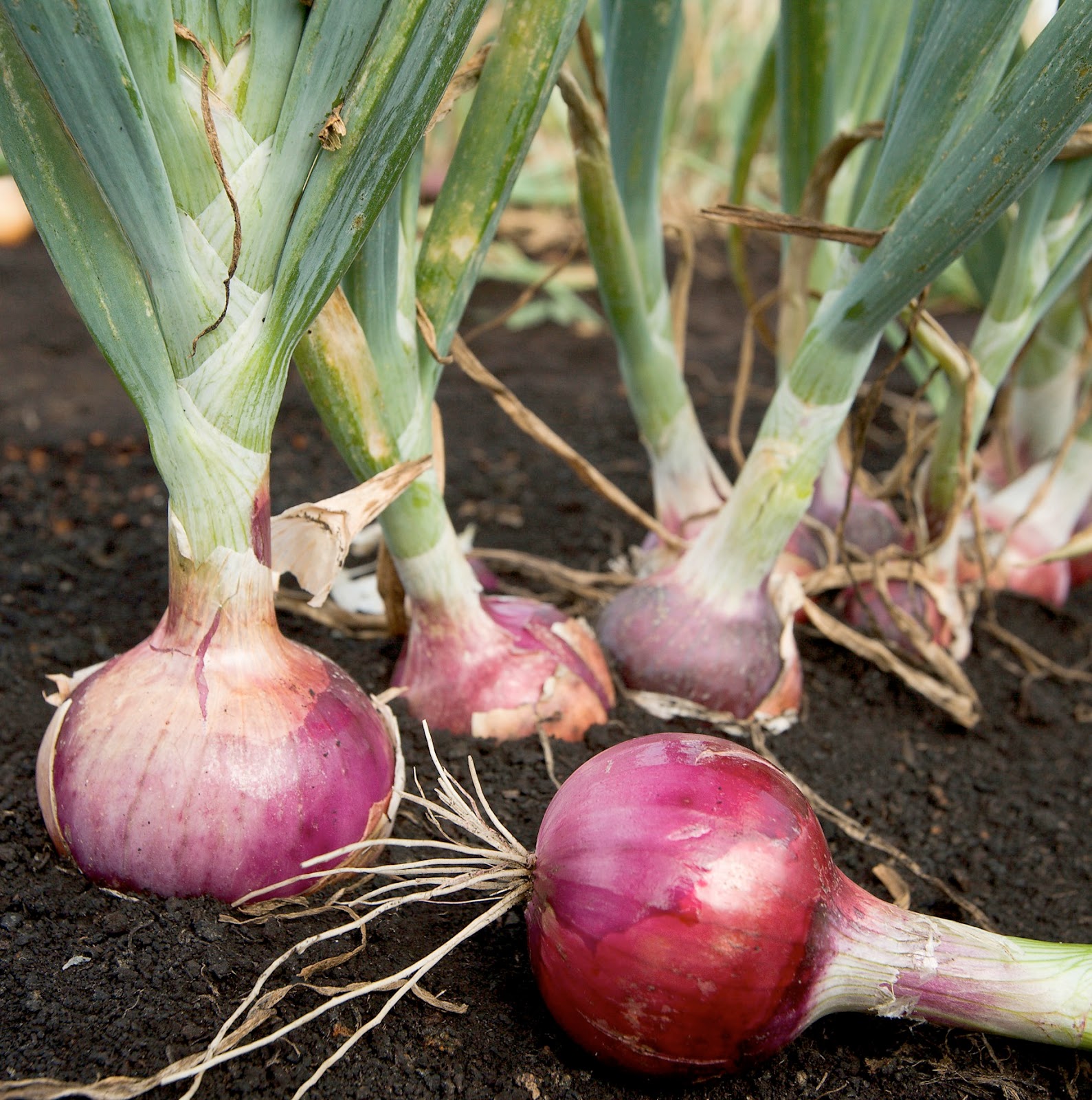 Manfaat dan Khasiat Bawang  Merah  Allium Cepa Var 