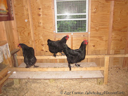 chicken poop board boards droppings coop door chick pop roosts boxes nest roost chickens happens because coops width might space