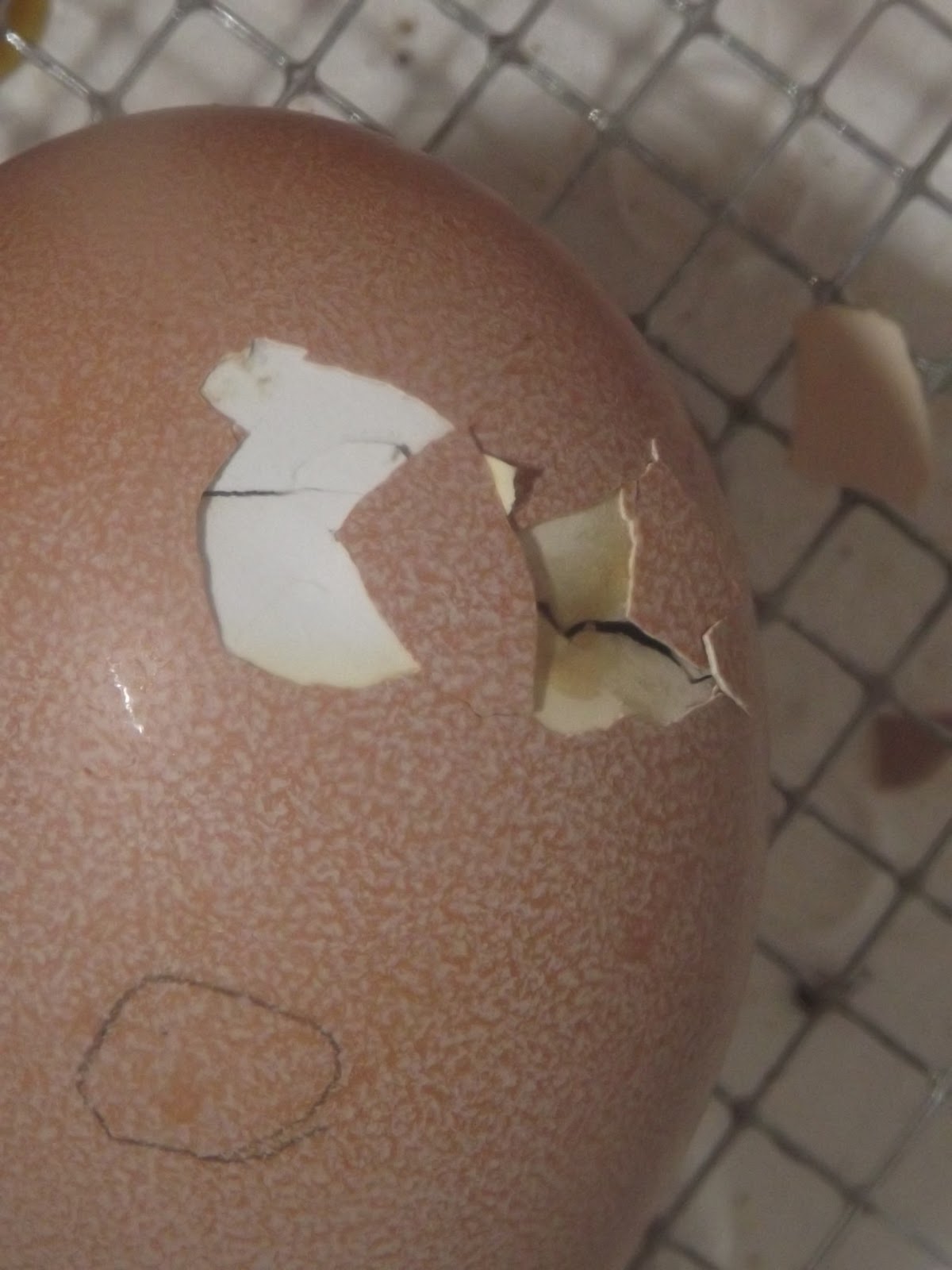 God Is Good Chicken Eggs Hatched From Our Incubator 