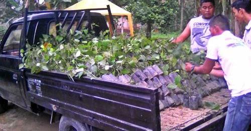bibit sawit karet dan aren jual bibit lada perdu dan bibit sawit karet dan aren jual bibit lada perdu dan