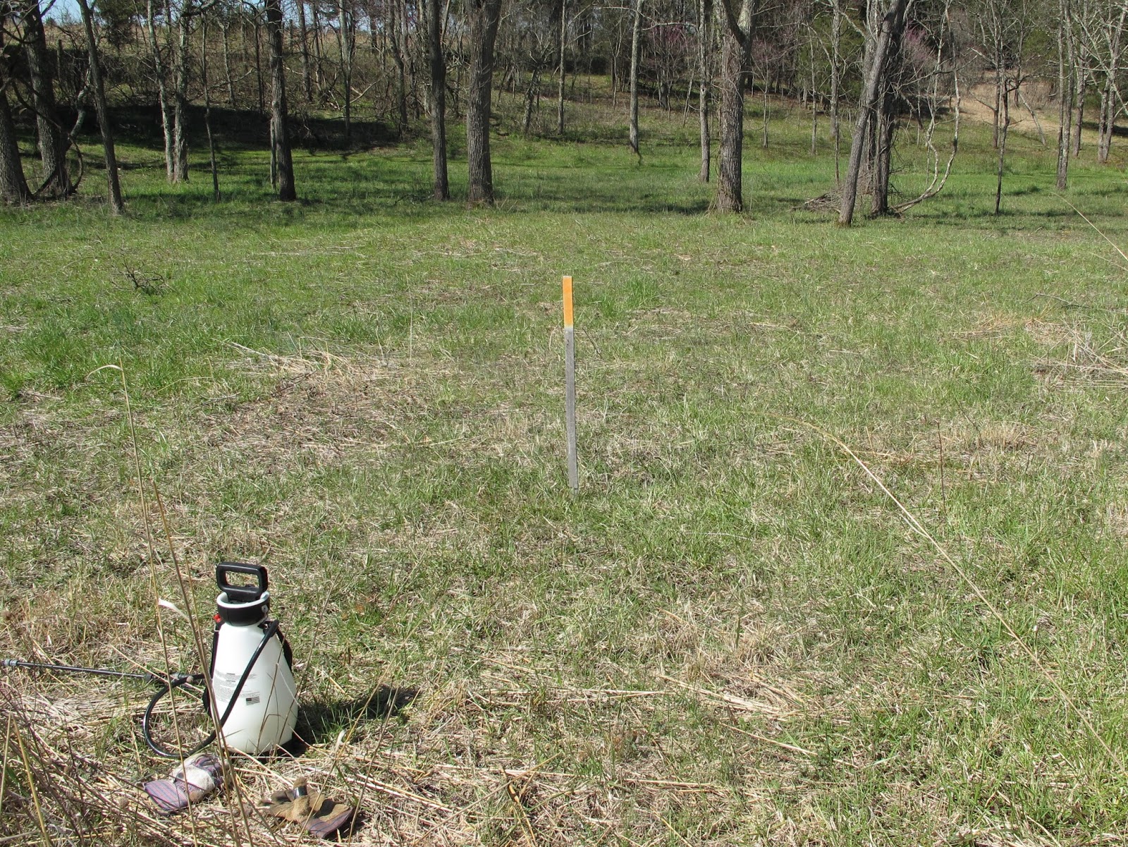 Blue Jay Barrens: Invasive Control - Crown Vetch