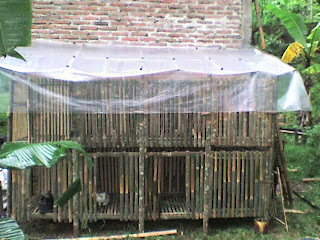 kandang ayam bambu.jpg