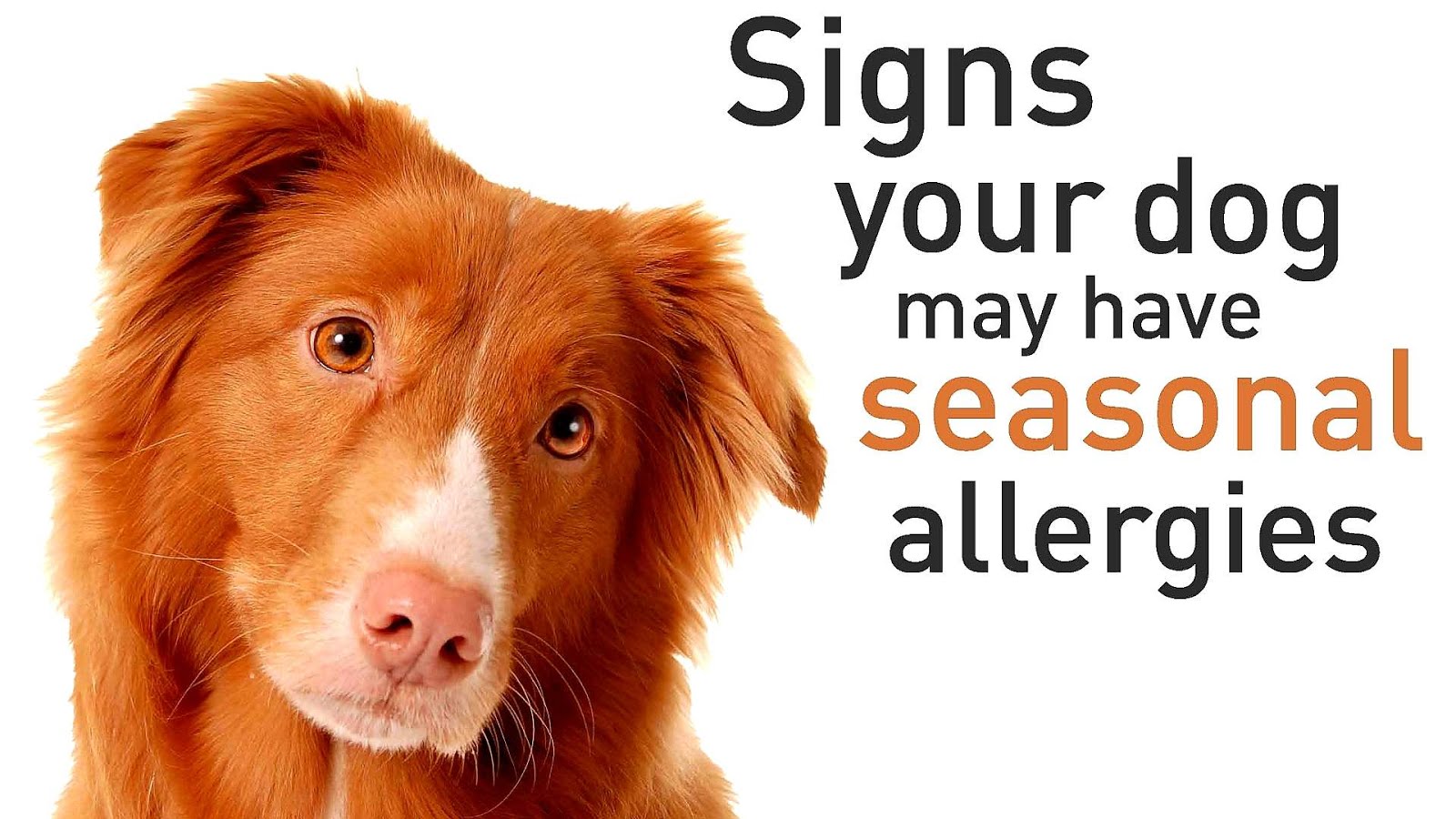 Dry eye syndrome Dog Dog Choices