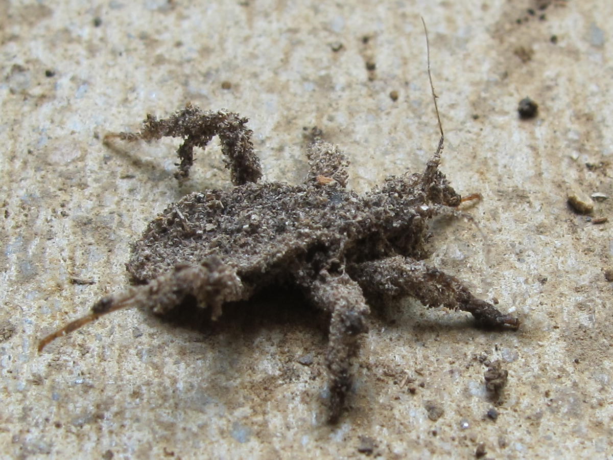 Blue Jay Barrens Dusty Bug