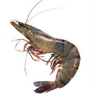 Jendela Hewan Penyakit pada Budidaya Udang Windu Jendela Hewan Penyakit pada Budidaya Udang Windu