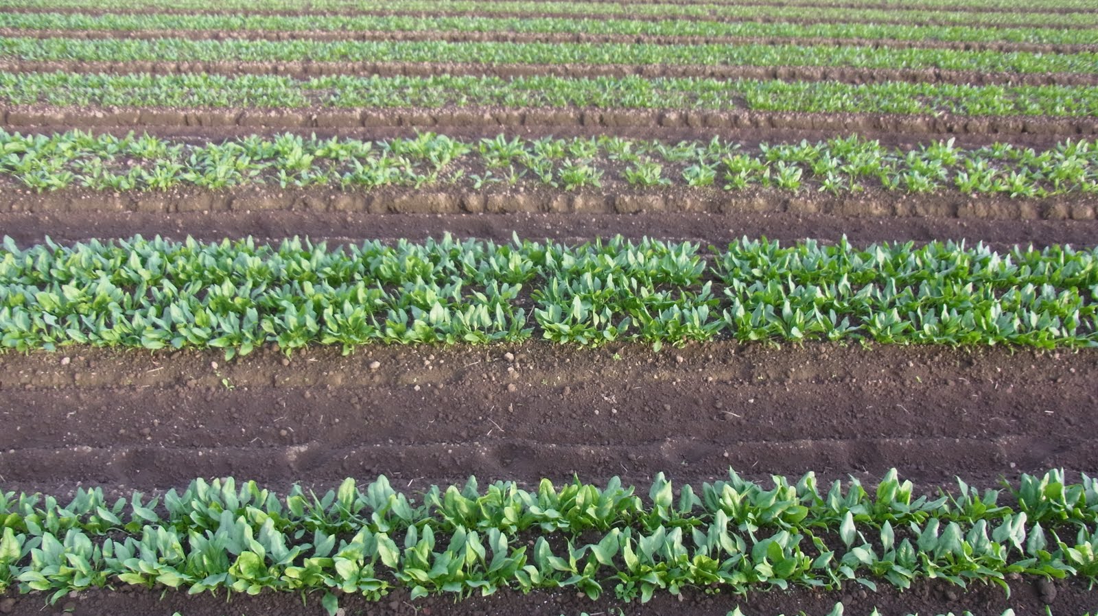 田 舎 者 の 観 察 違いの解る人