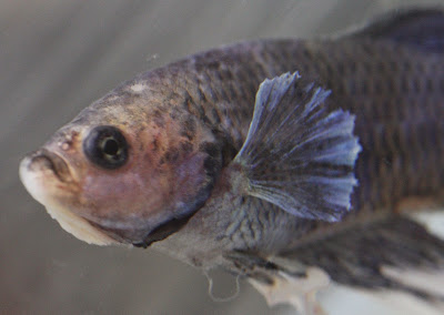 ENFERMEDAD MYCOBACTERIUM EN LOS PECES BETTAS ENFERMEDAD MYCOBACTERIUM EN LOS PECES BETTAS
