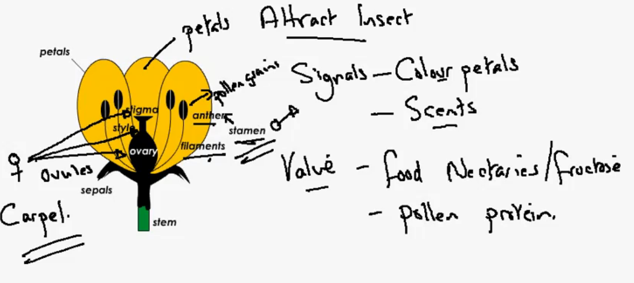 Jakraraj's Biology 3.3a Describe the structures of an insect
