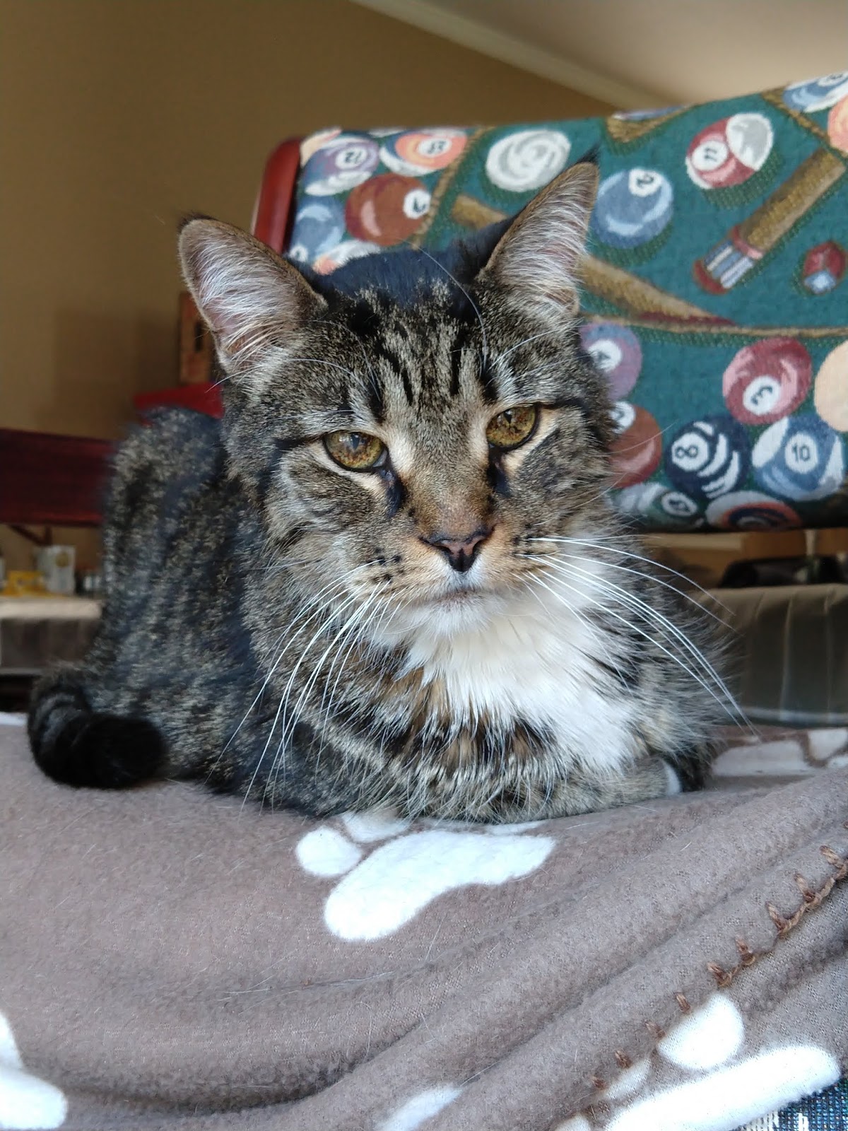Holistic Supplements Help Senior Cat With Arthritis And IBD Holistic