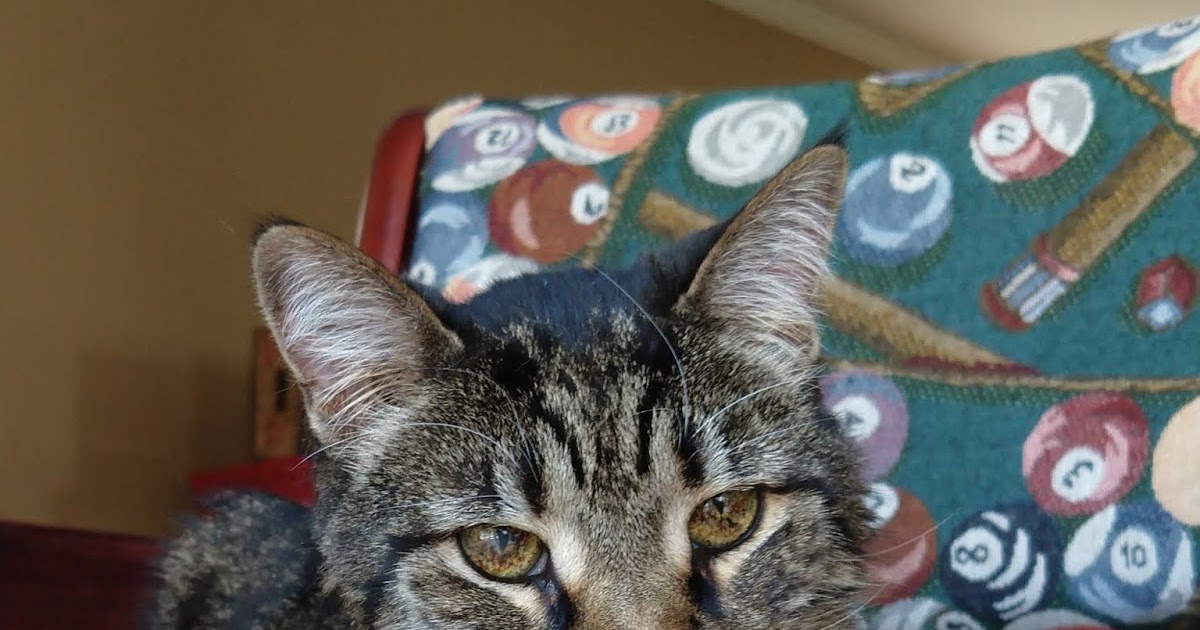 Holistic Supplements Help Senior Cat With Arthritis And IBD Holistic