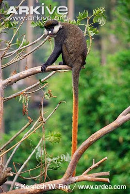 Red tailed Monkey