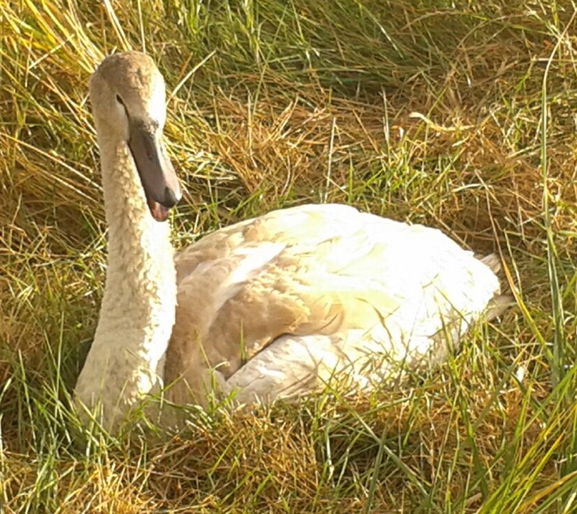 Mein lieber Schwan