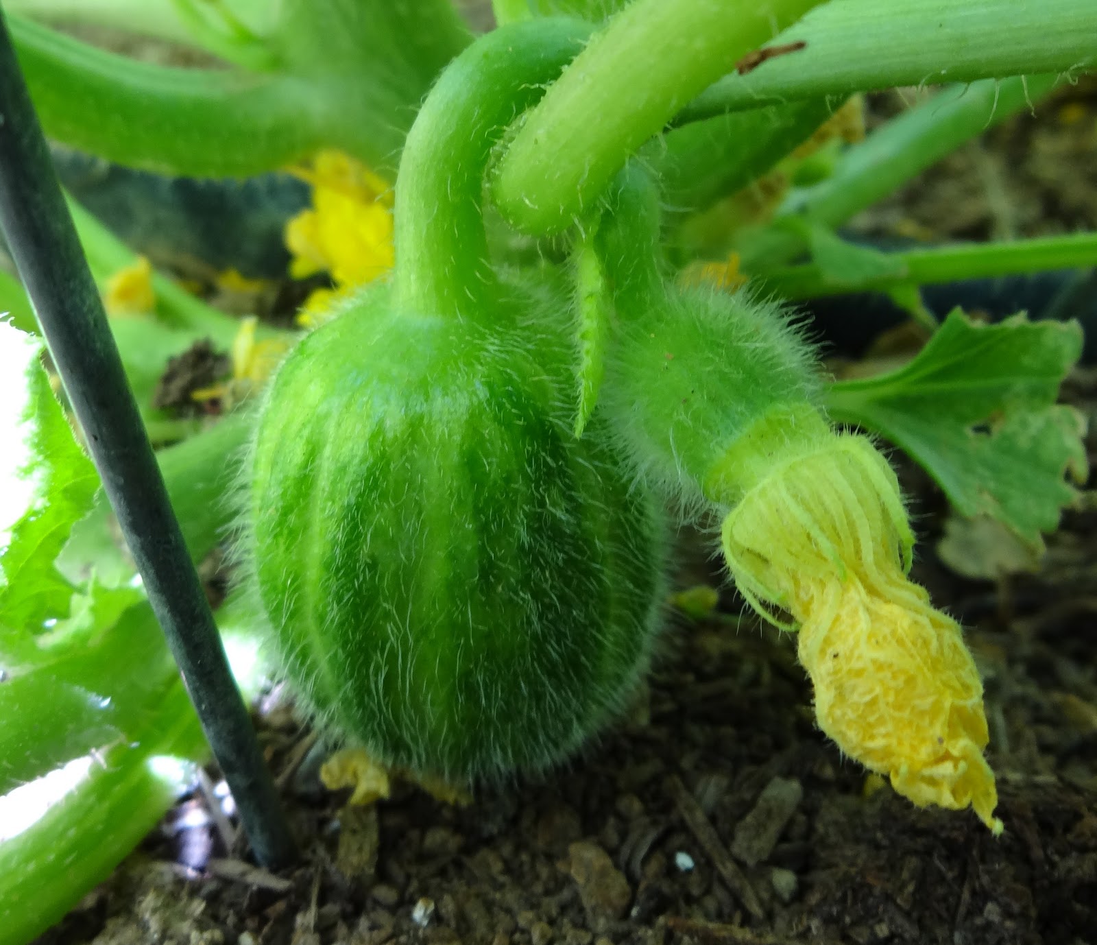 The Scientific Gardener Hand Pollinating Melons