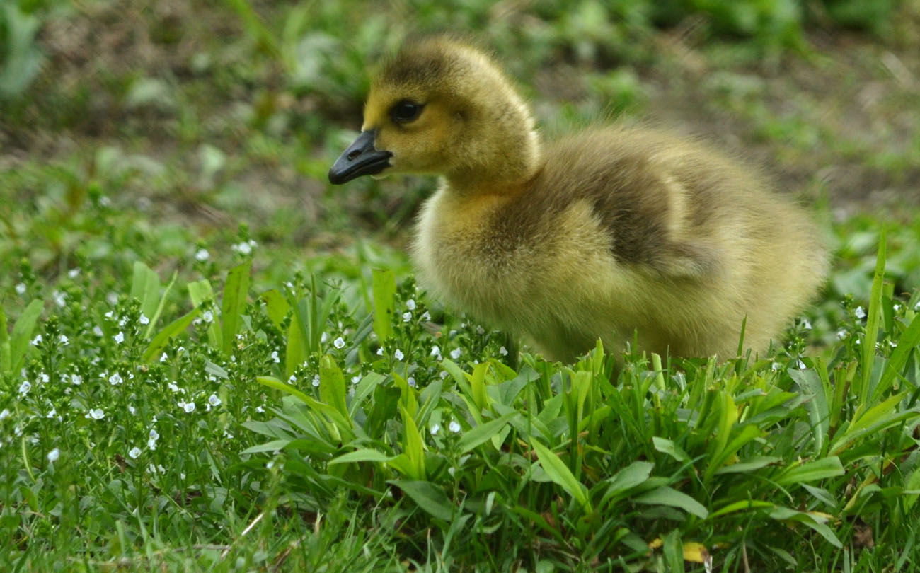 Woods Walks and Wildlife Baby Geese Are Seriously Adorable