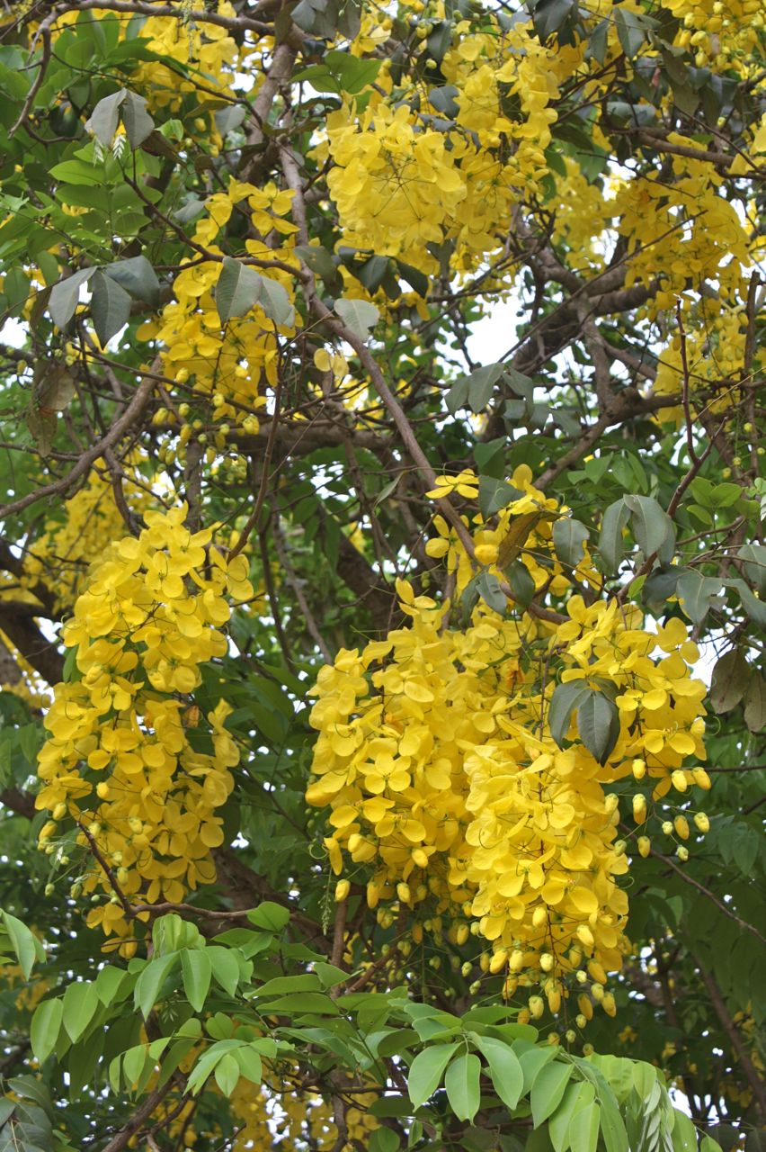 at home in Ghana Flowering trees