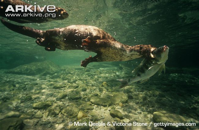 Mamíferos y marsupiales mammals of the earth Nutria cuello manchado