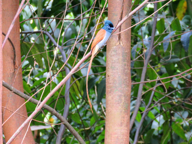 Uganda's African-paradise flycatcher Uganda's African-paradise flycatcher