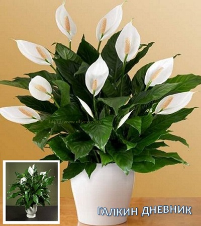 Цветок - женское счастье комнатные цветы