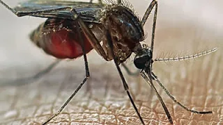 Cómo los mosquitos huelen tu sudor