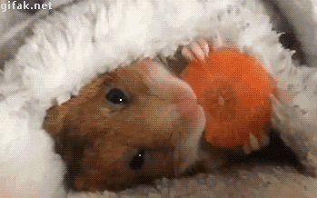 10-funny-gif-178-hamster-eating-carrot.g