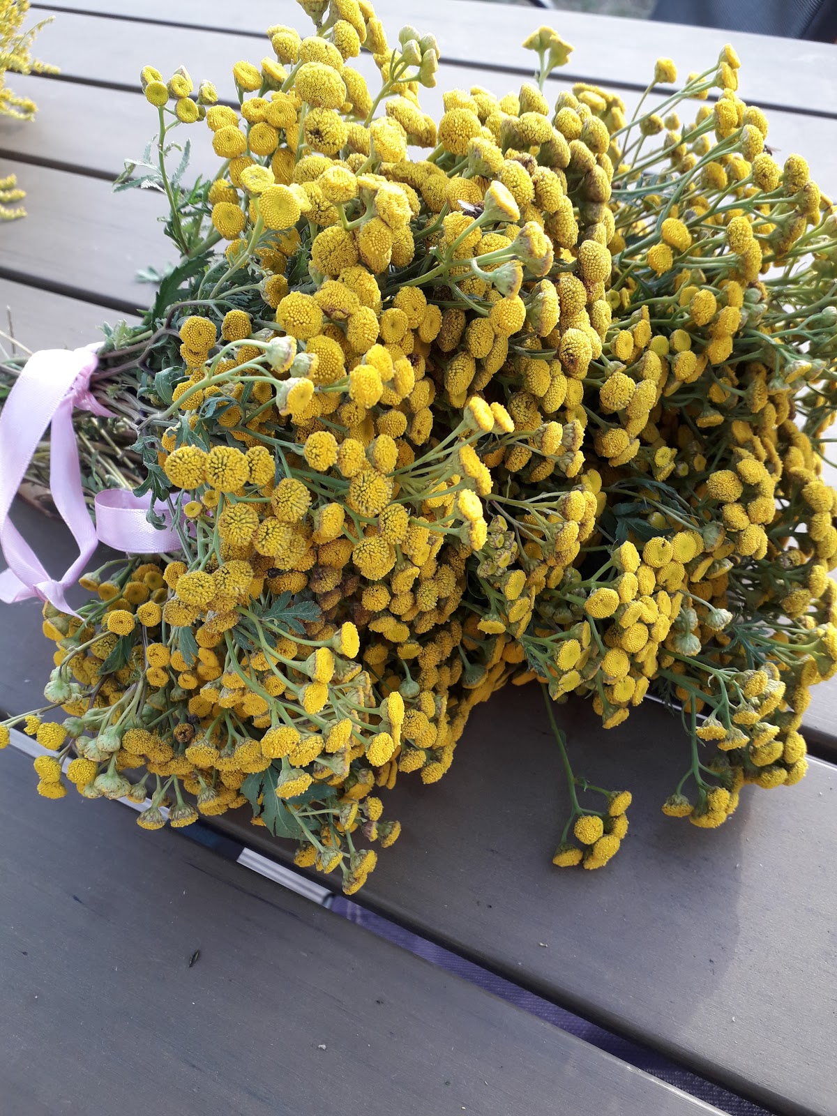 Ogrod Tamaryszka Mahonia Pospolita Dlaczego Mam Ja W Ogrodzie
