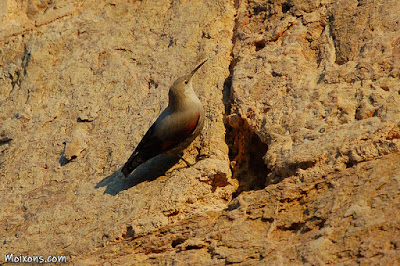 Pela-roques (Tichodroma muraria)