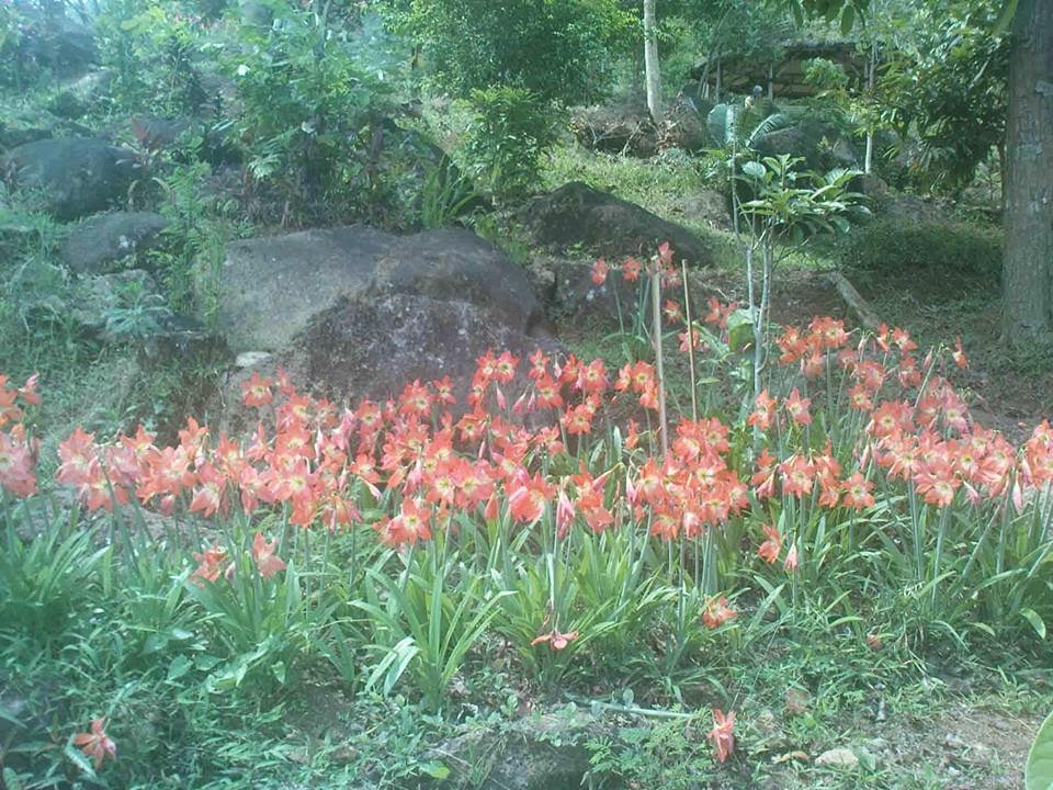Kebun Raya Kuningan Jawa Barat ~ they forgotten