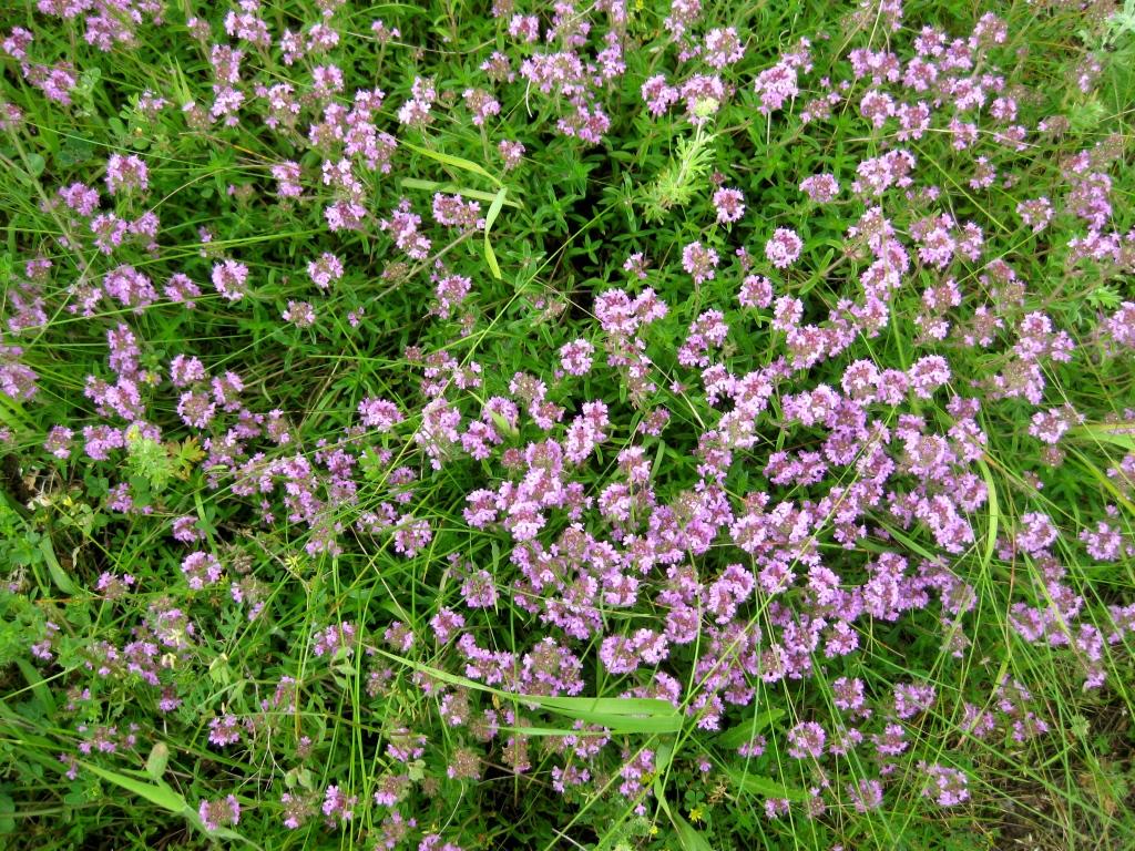 НАТХНЕННЯ: Чебрець