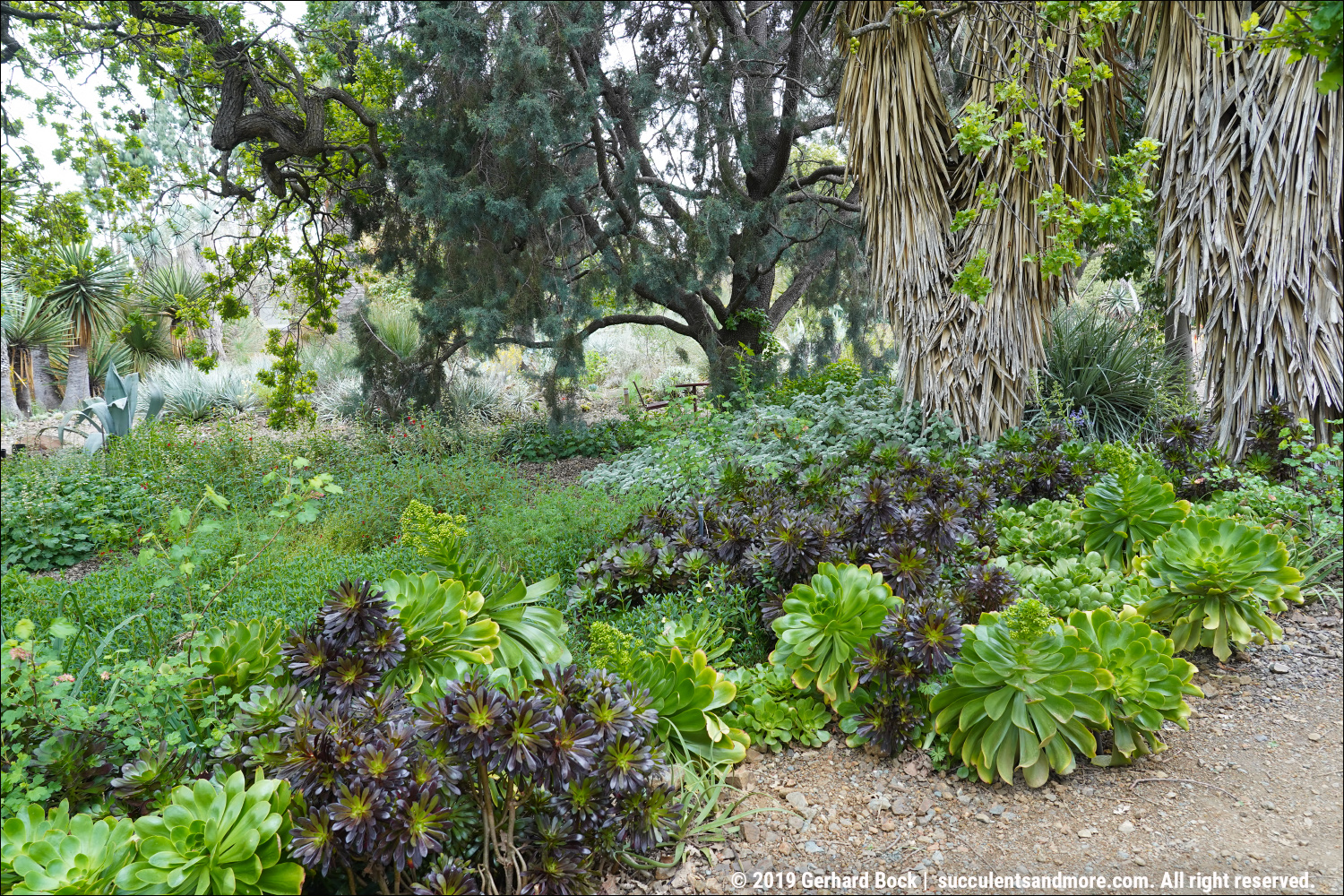 Eucalyptus macrocarpa - The Ruth Bancroft Garden & Nursery